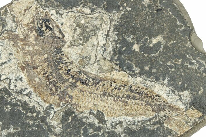 Oligocene Fossil Clupeoid Fish (Beksinskiella) - Poland #320635